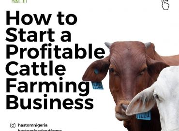 How To Start A Profitable Cattle Farming Business