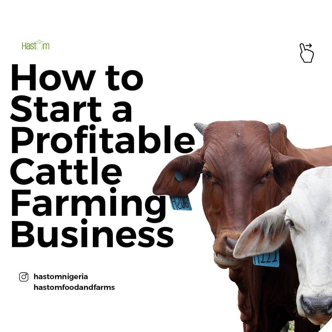 How To Start A Profitable Cattle Farming Business Hastom Nigeria 2024