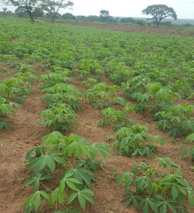 Our-cassava-Farmland