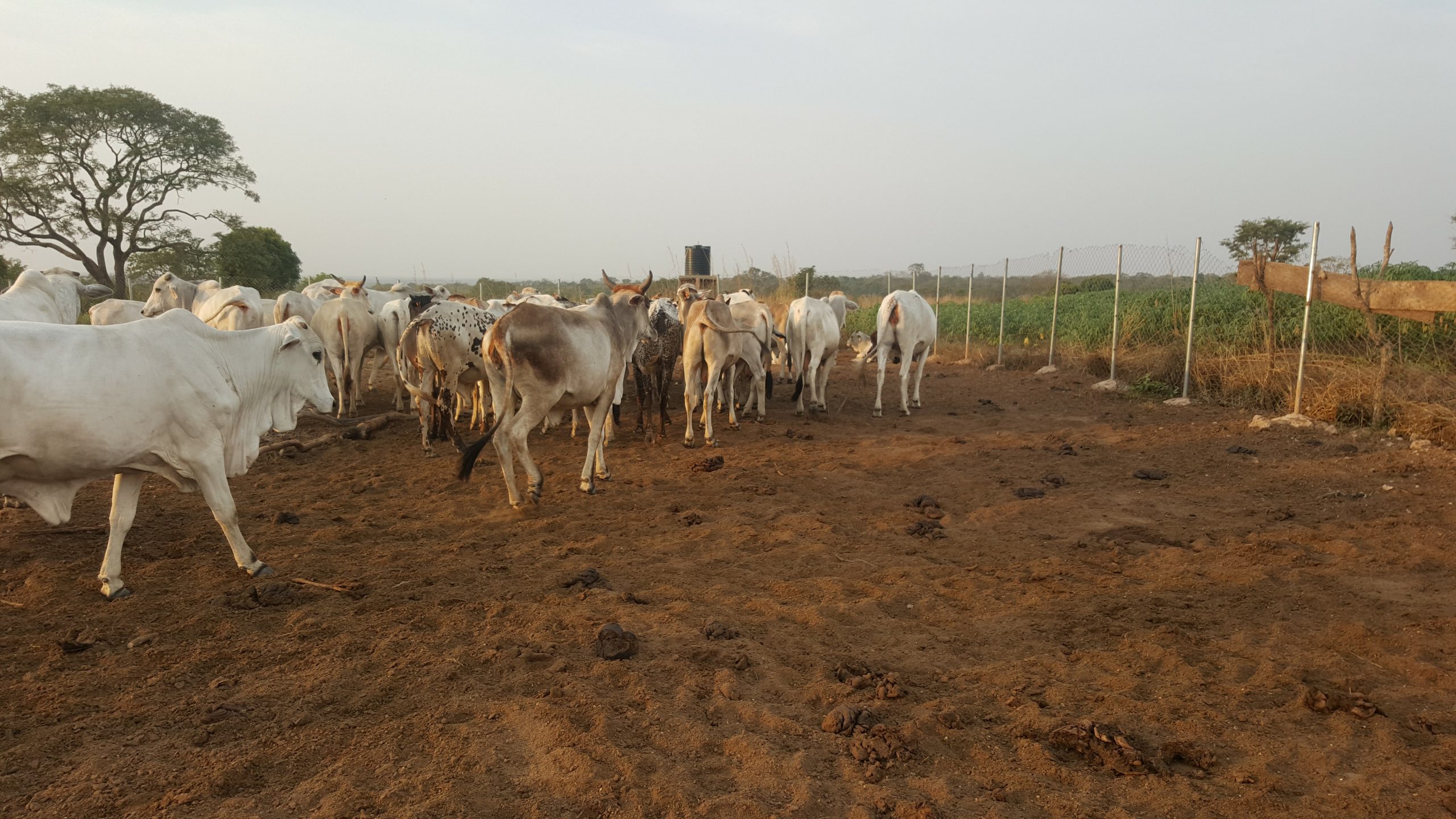 Livestock Rearing – Ranch Set Up