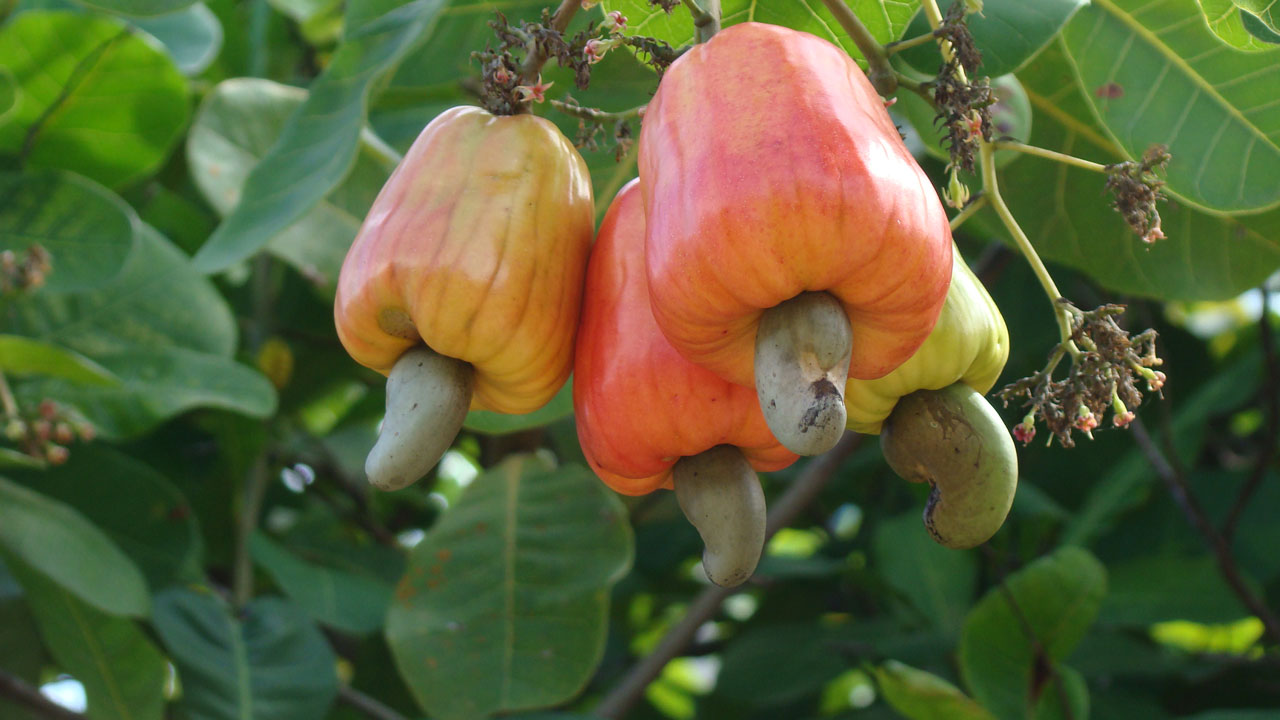 Hastom cashew farming