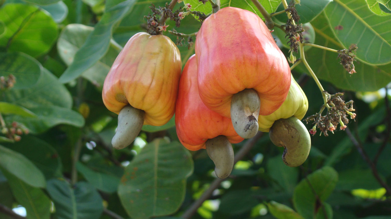 cashew nut