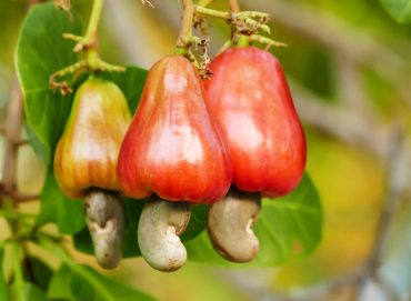 The Booming Cashew Industry in Nigeria