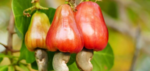The Booming Cashew Industry in Nigeria