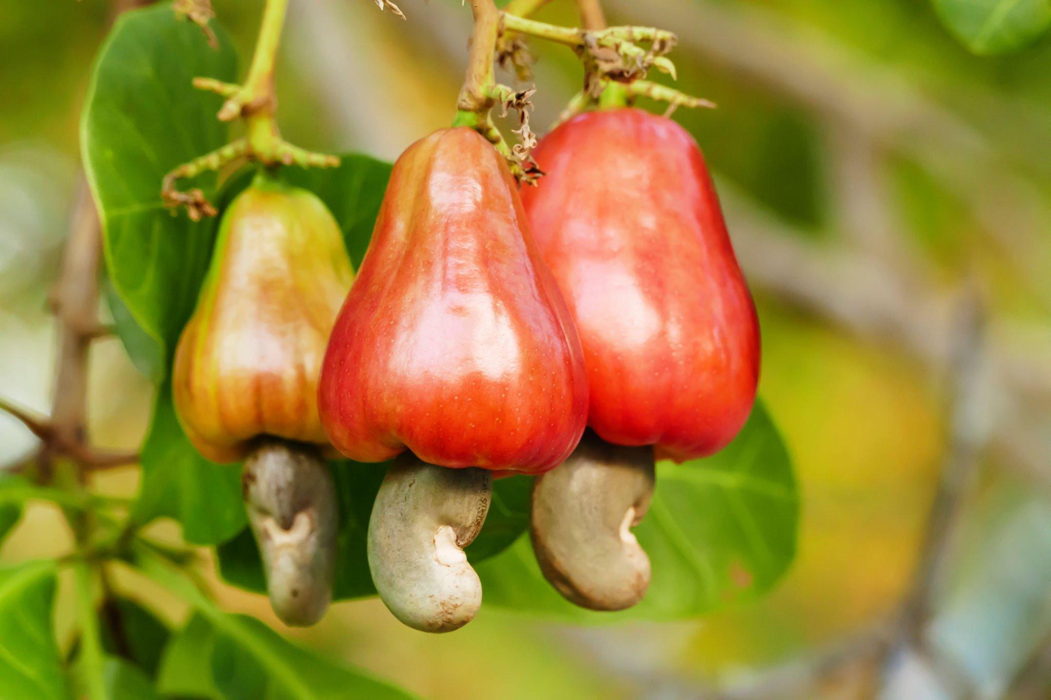 Cashew Farming: Important Factors to Consider Before Starting Out ...