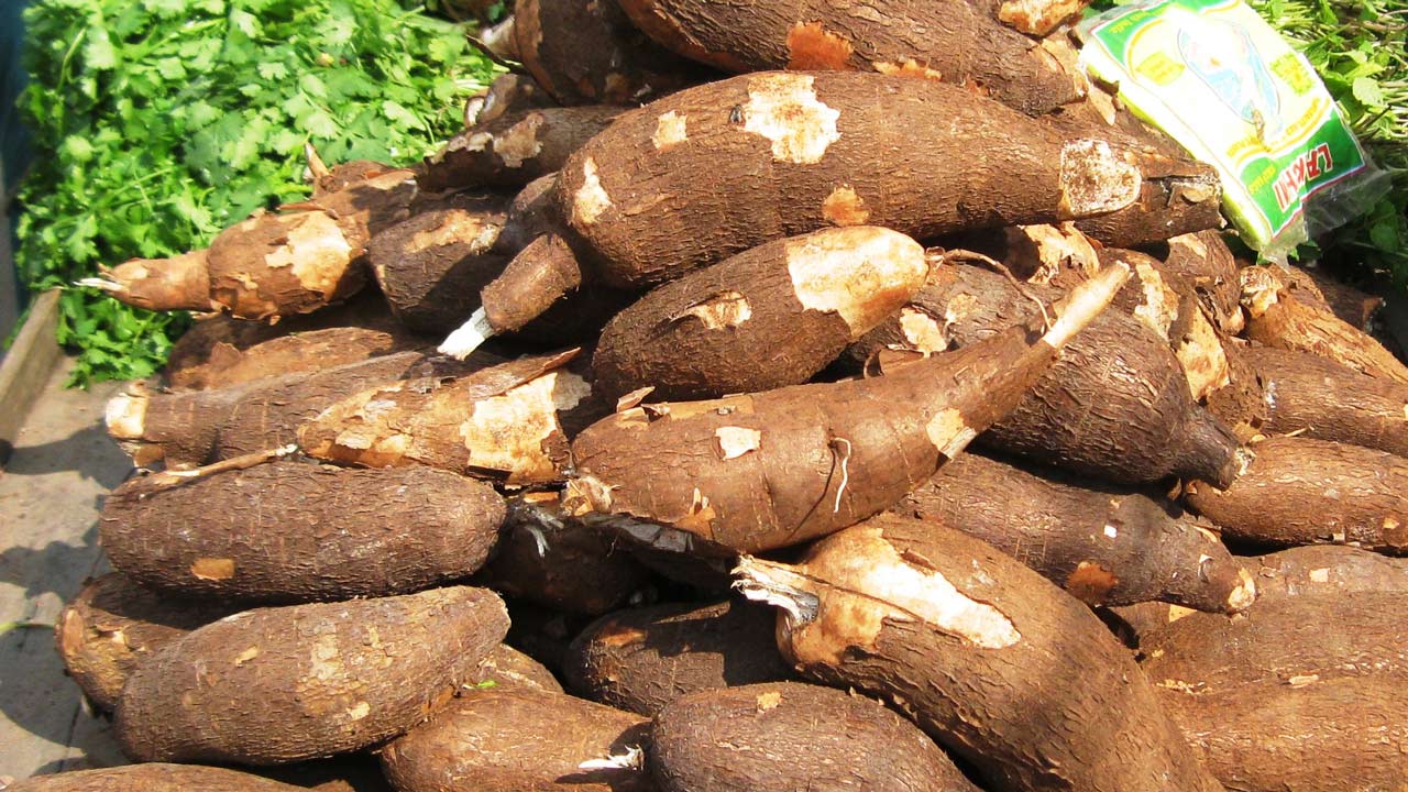 Hastom cassave farming