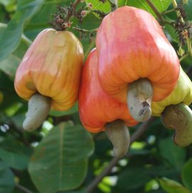 cashew farming in Nigeria