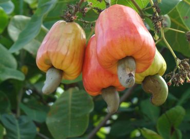 cashew farming in Nigeria