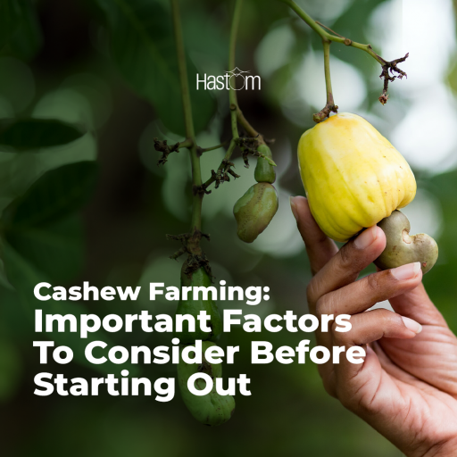 Cashew Farming: Important Factors to Consider Before Starting Out ...