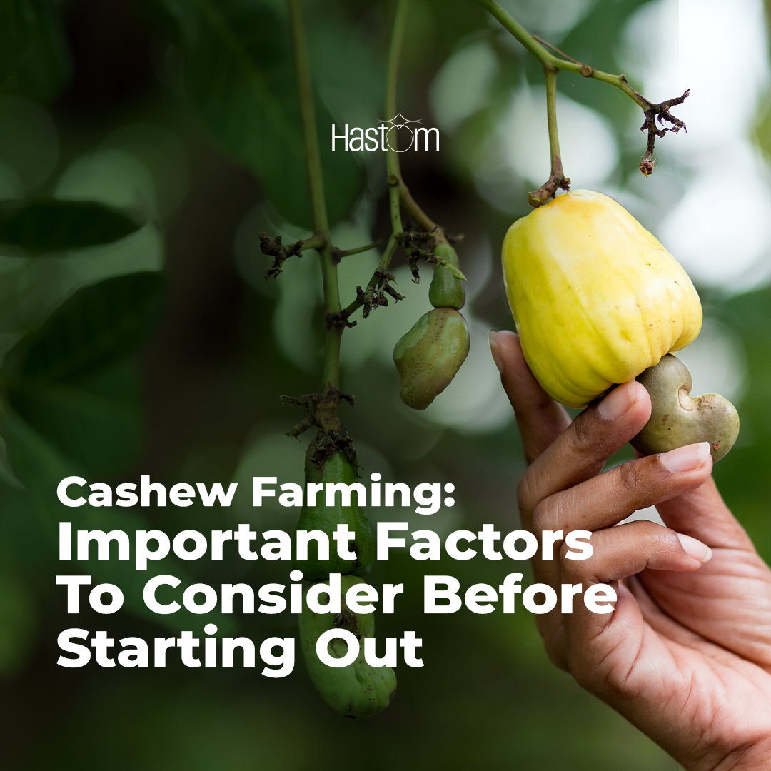 Cashew Farming: Important Factors to Consider Before Starting Out