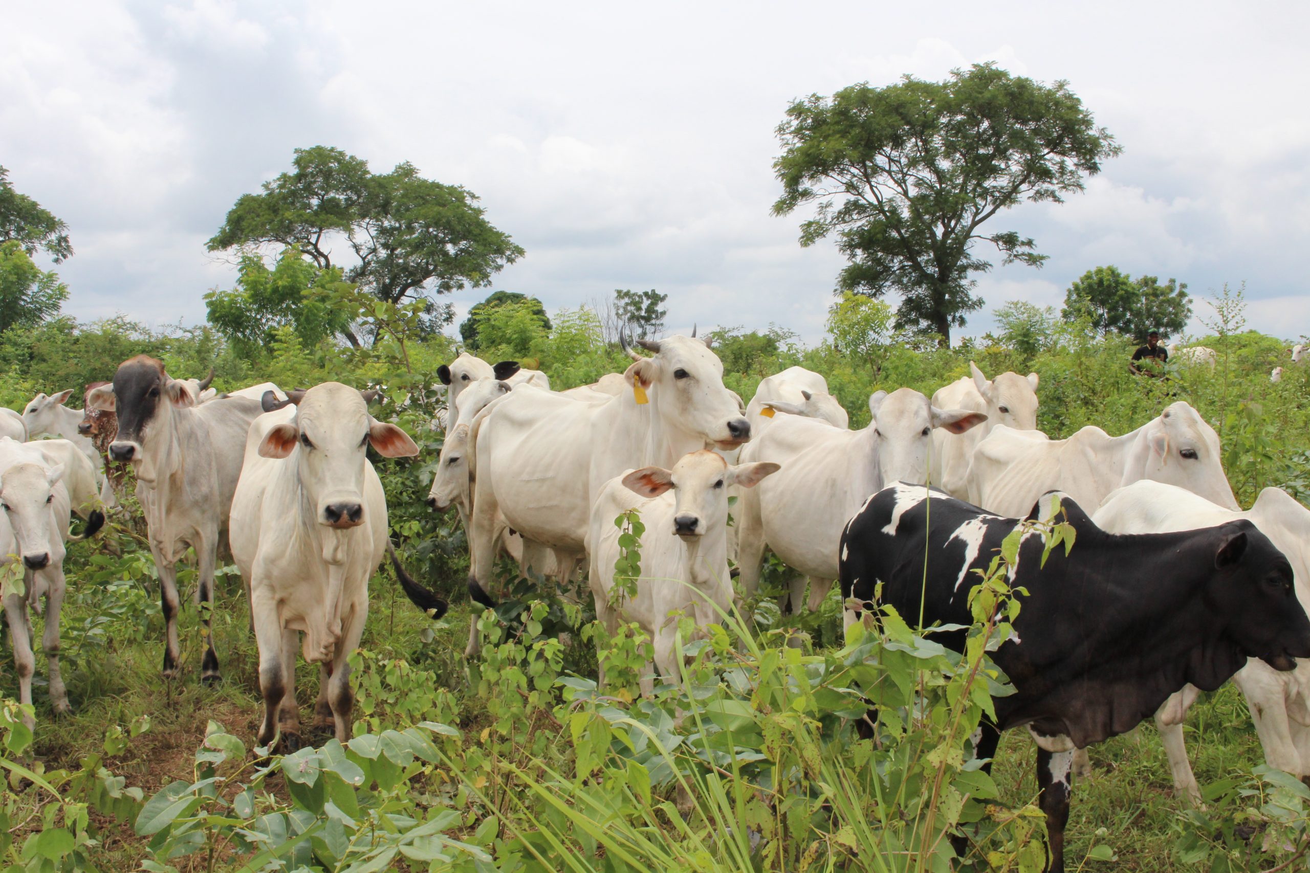 Hastom cattle rearing