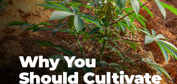 cassava farming