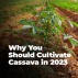 cassava farming