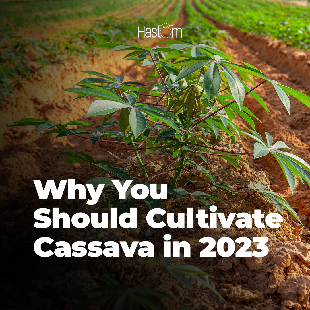 Why you should cultivate Cassava in 2023: Important factors you need to know