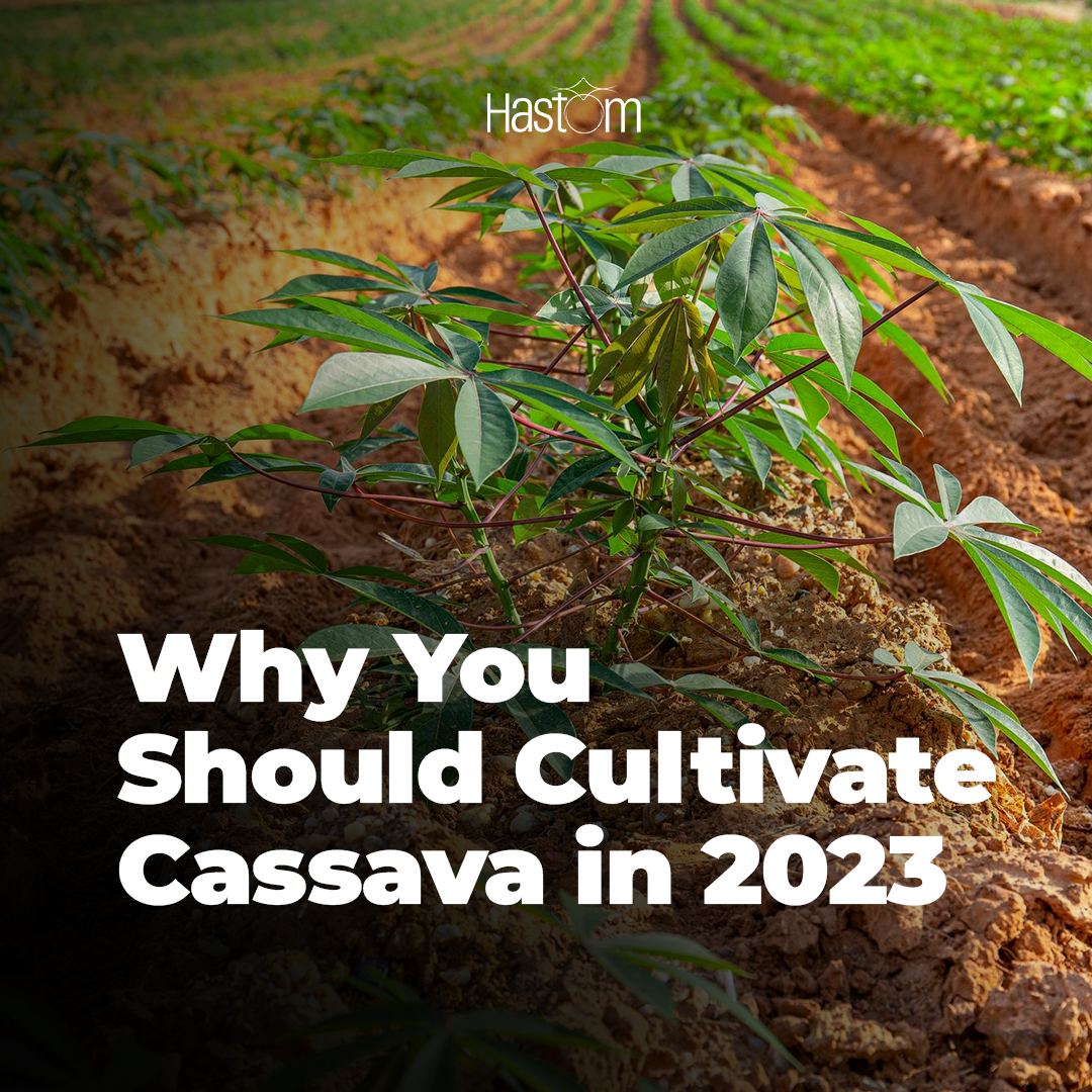 cassava farming