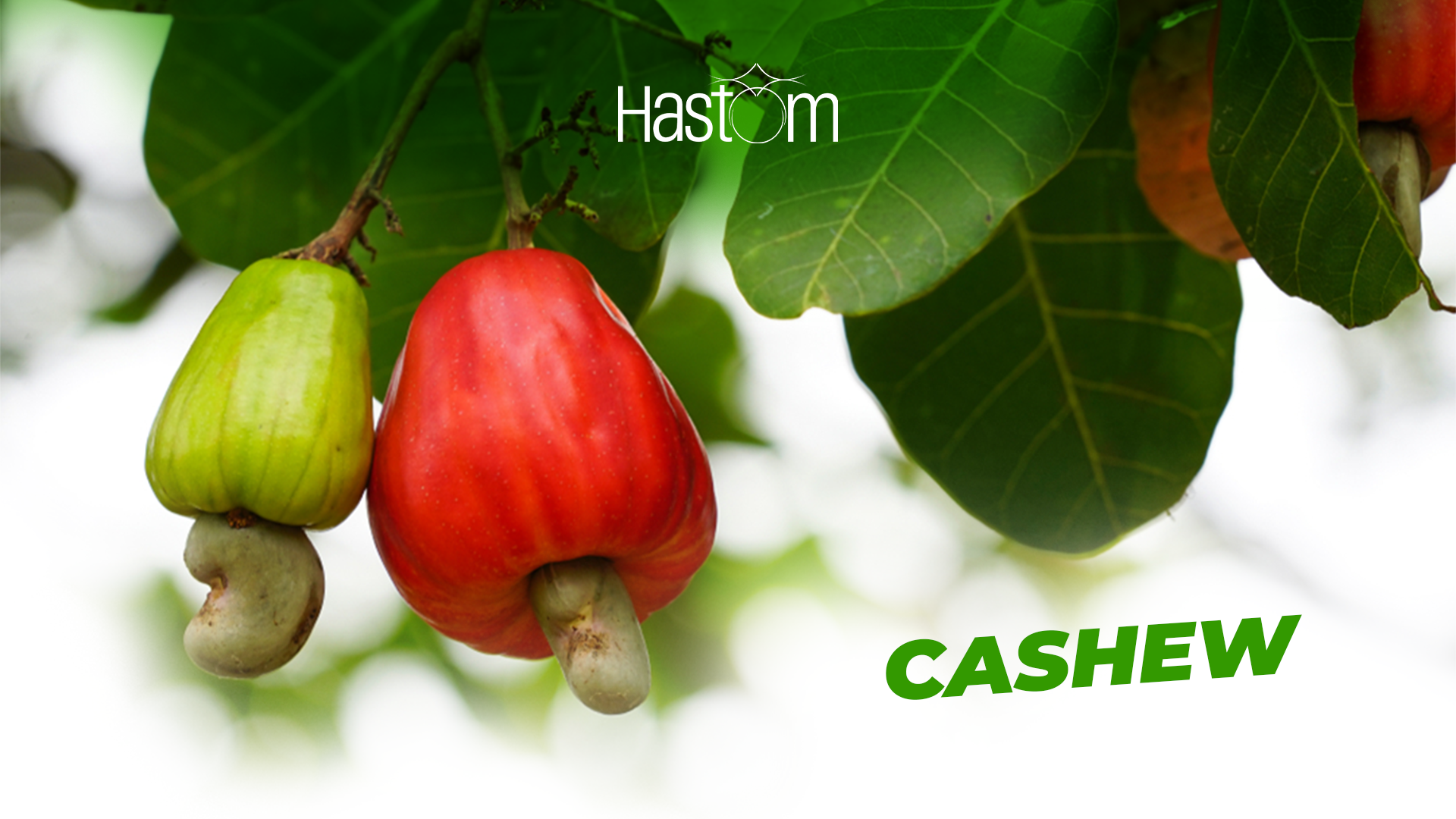 Economic Importance Of Cashew | Hastom Nigeria 2024