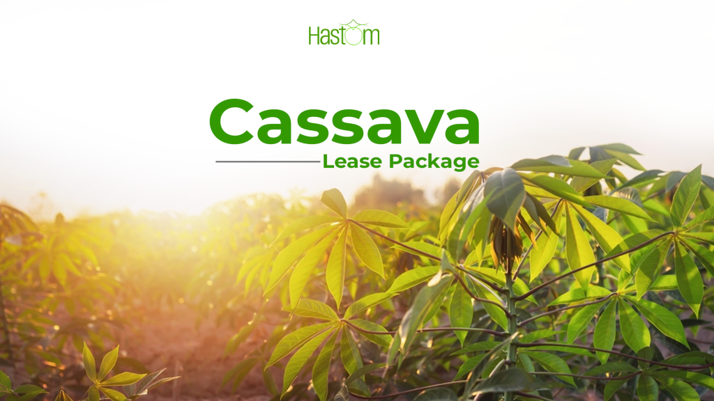 Cassava Lease Plan: Making Profit in 2023 with Hastom Agriculture Plans