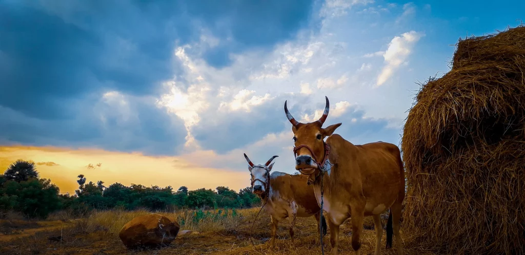 How To Start A Profitable Cattle Farming Business