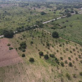 cashew farming