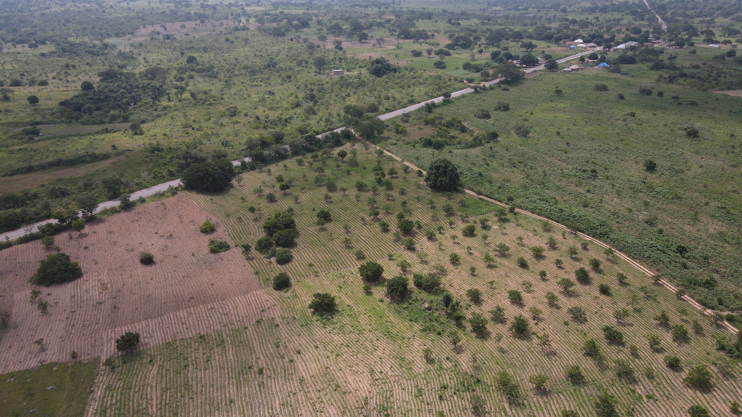 cashew farming