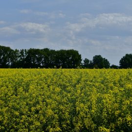 Agriculture: Taking Centre Stage From Oil in Nigeria