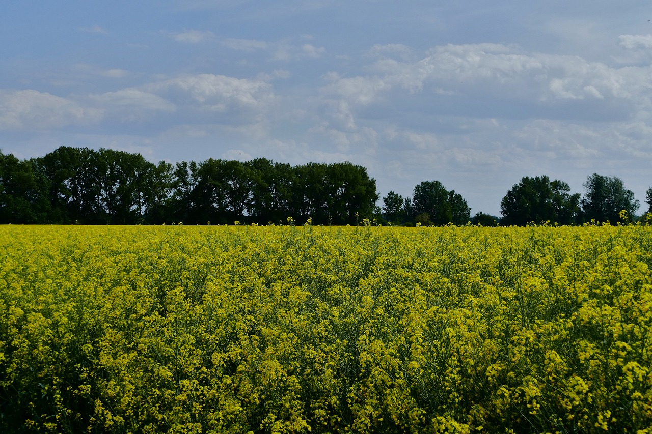 Agriculture: Taking Centre Stage From Oil in Nigeria