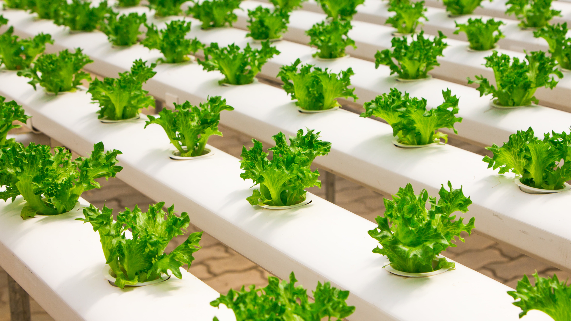 Hydroponics: Advantages and Disadvantages.