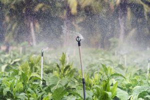 irrigation