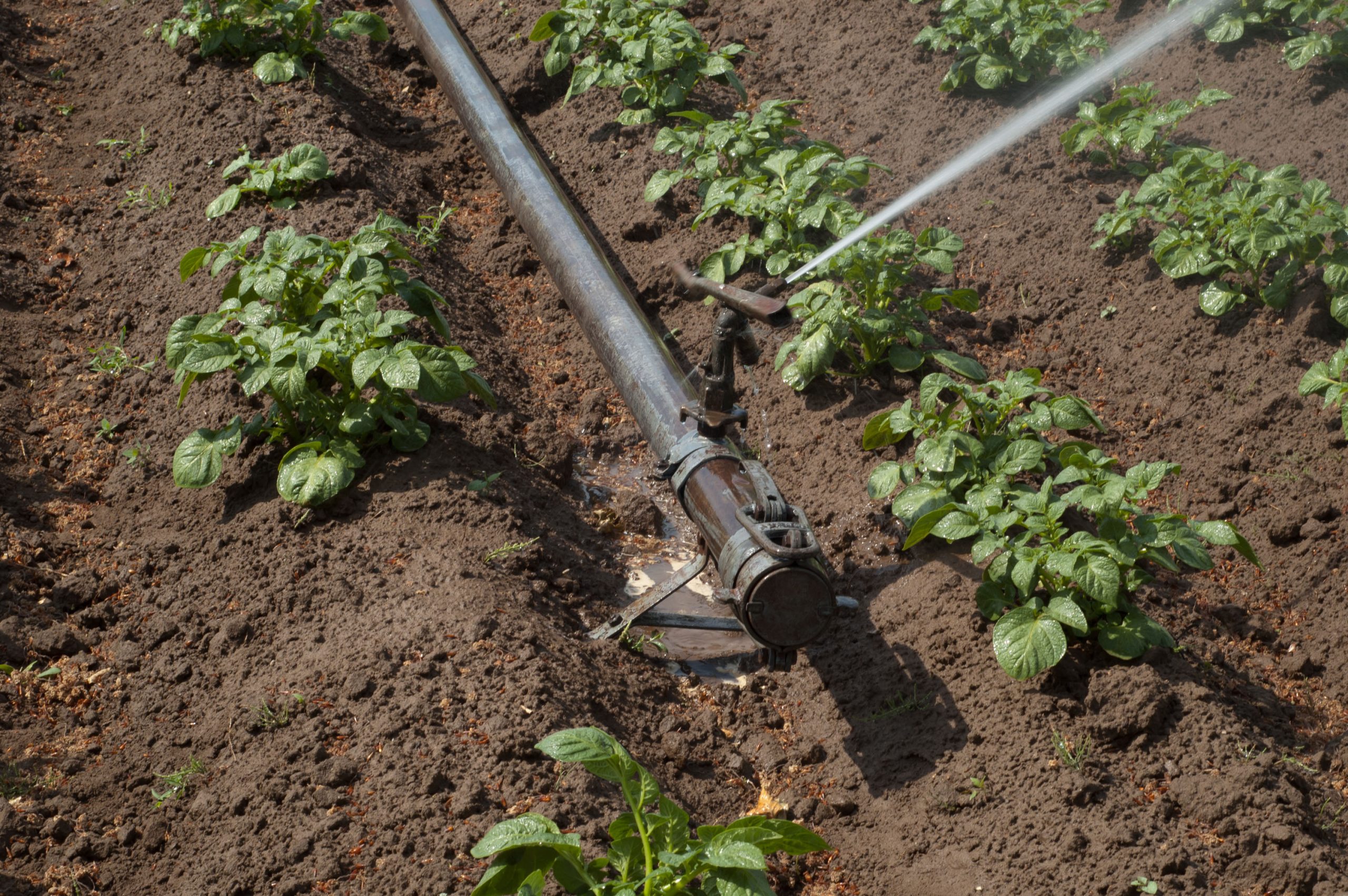 irrigation