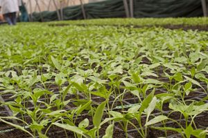 Organic Farming: The Benefits and Challenges.