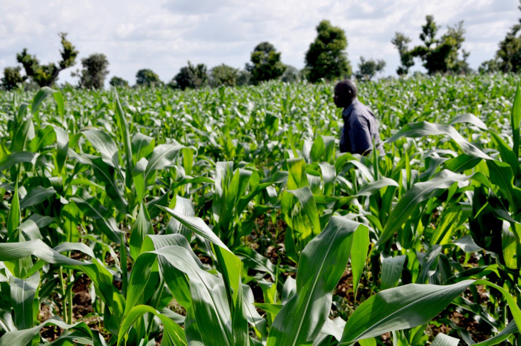 Regenerative Agriculture